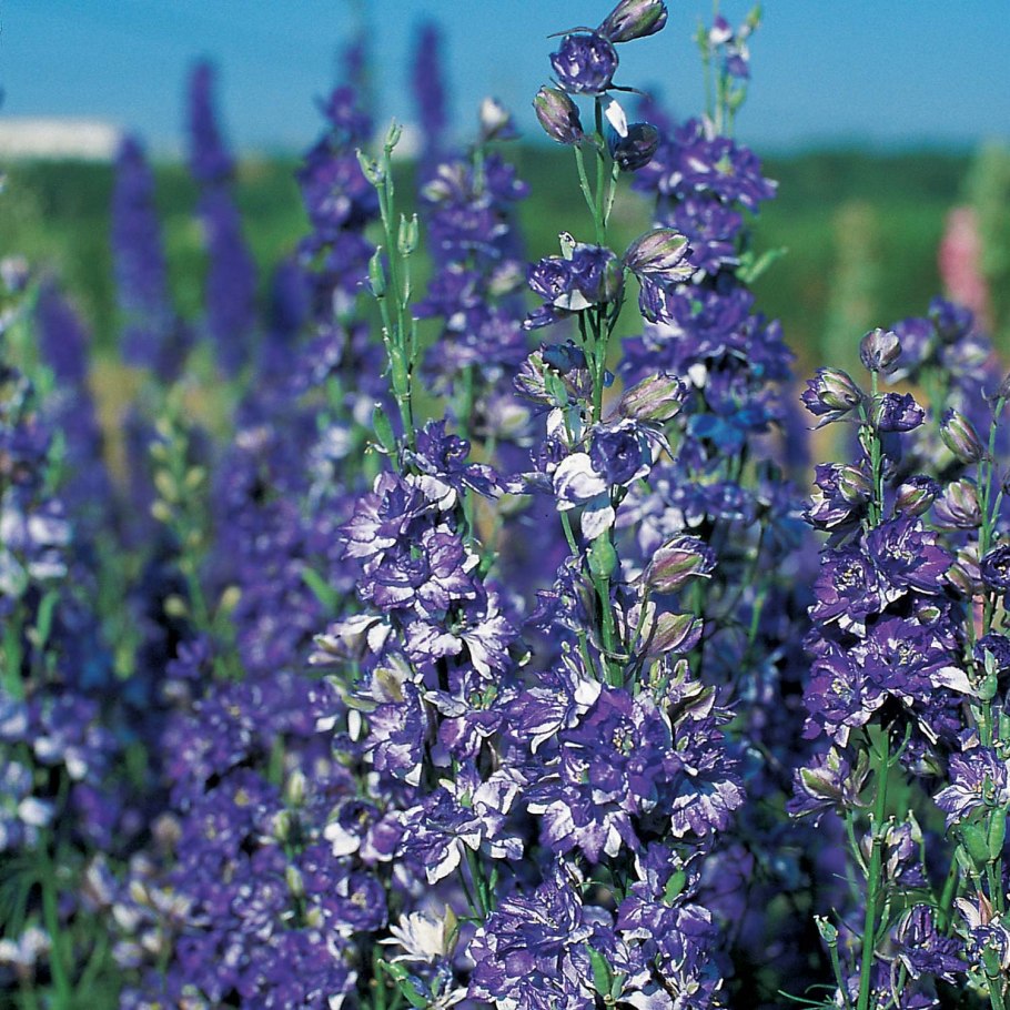 Дельфиниум алиса