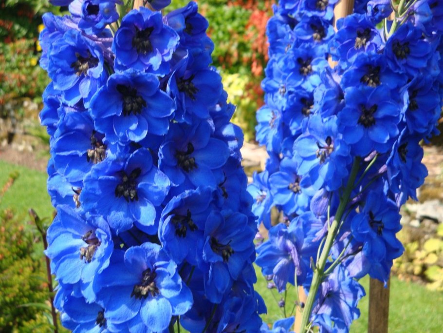 Дельфиниум Ларкспур