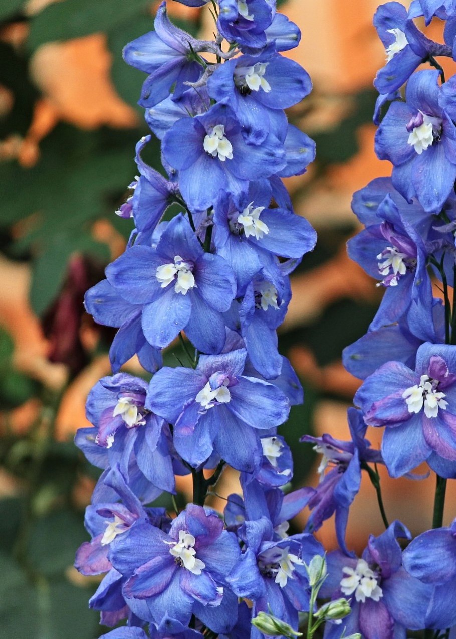 Дельфиниум цветок