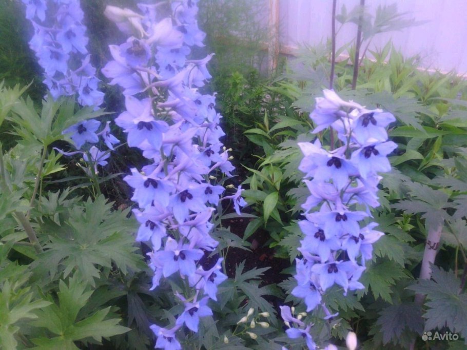 Дельфиниум крупноцветковый однолетний