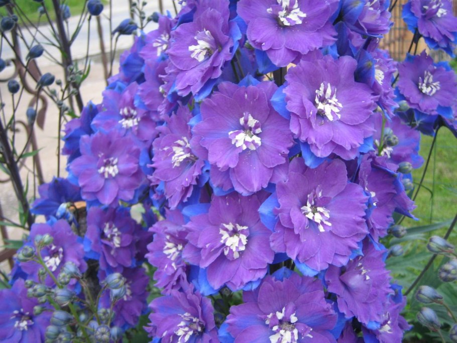 Дельфиниум Королевский