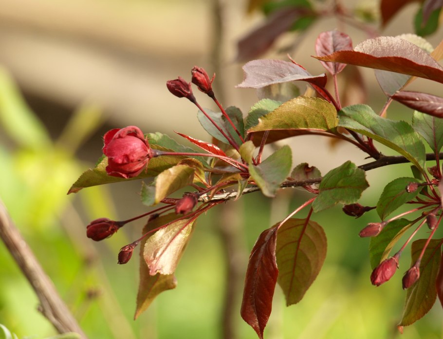 Декоративная яблоня Courtabri