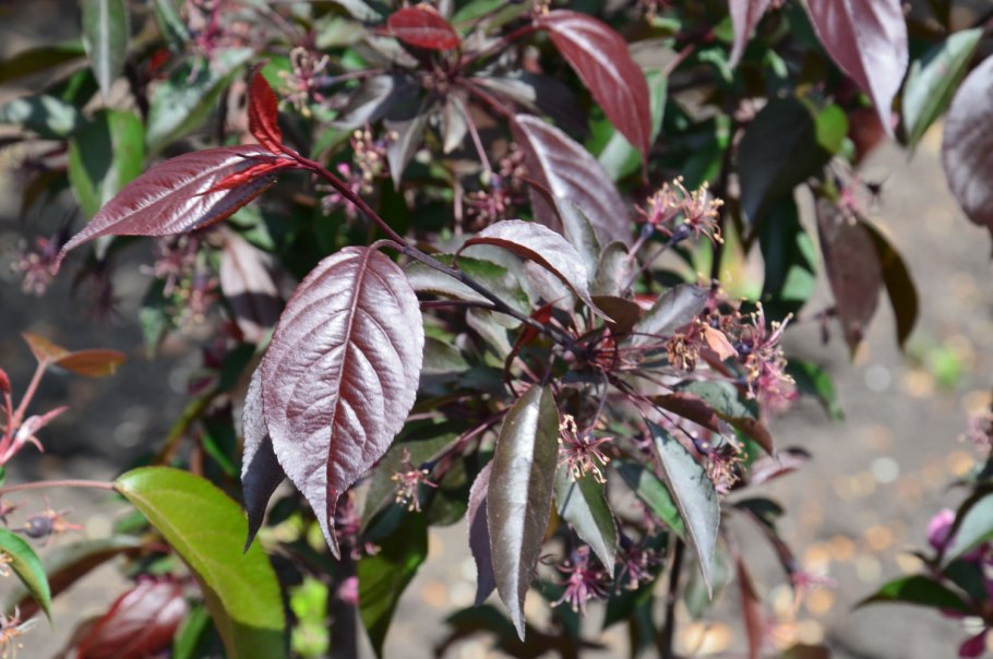 Яблоня Хелена декоративная краснолистная