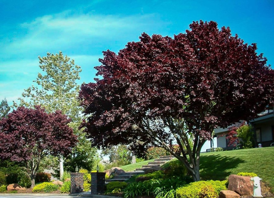 Слива краснолистная Писсарди