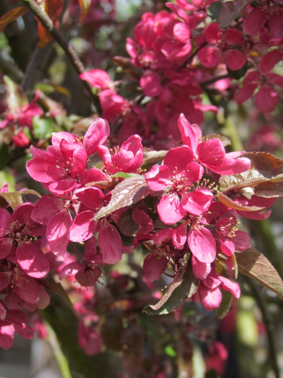 Яблоня декоративная Нора