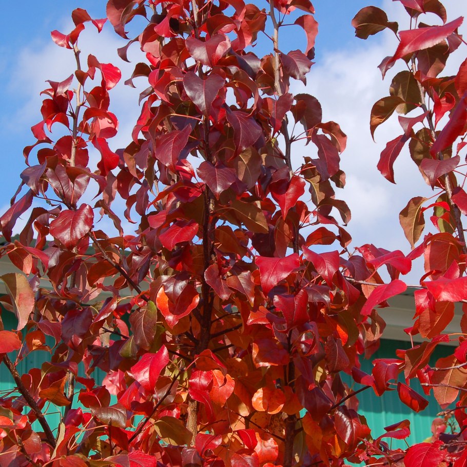 Дерево с красными листьями весной