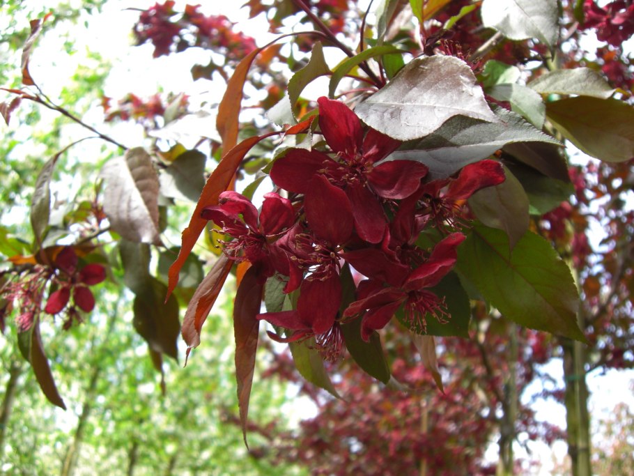 Яблоня "роялти" - Malus "Royalty"