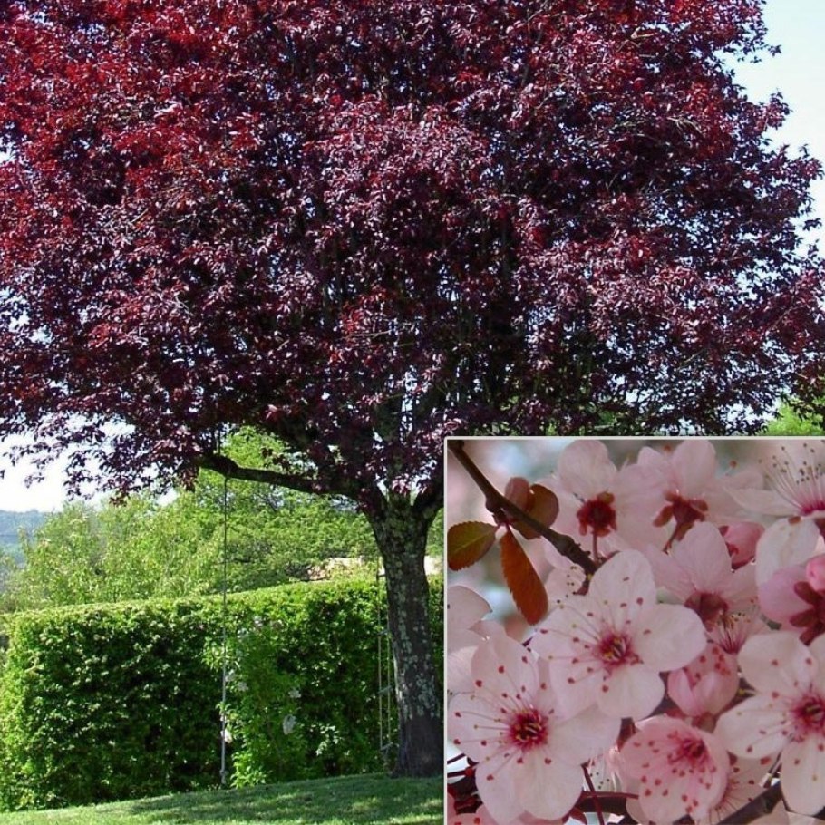 Слива краснолистная Писсарди