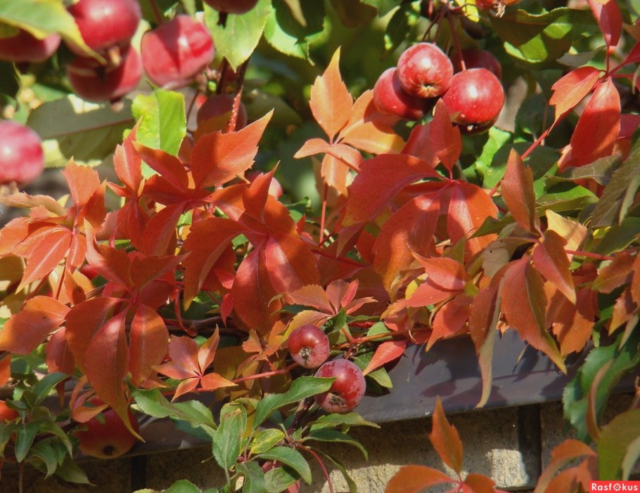 Яблоня с красными листьями