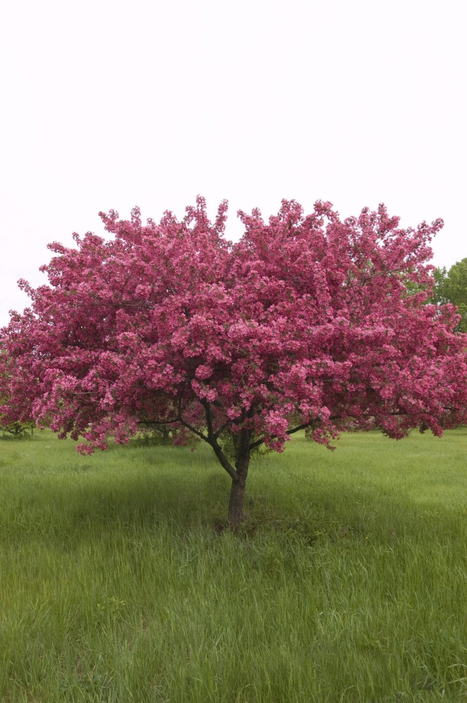 Яблоня краснолистная Хелена