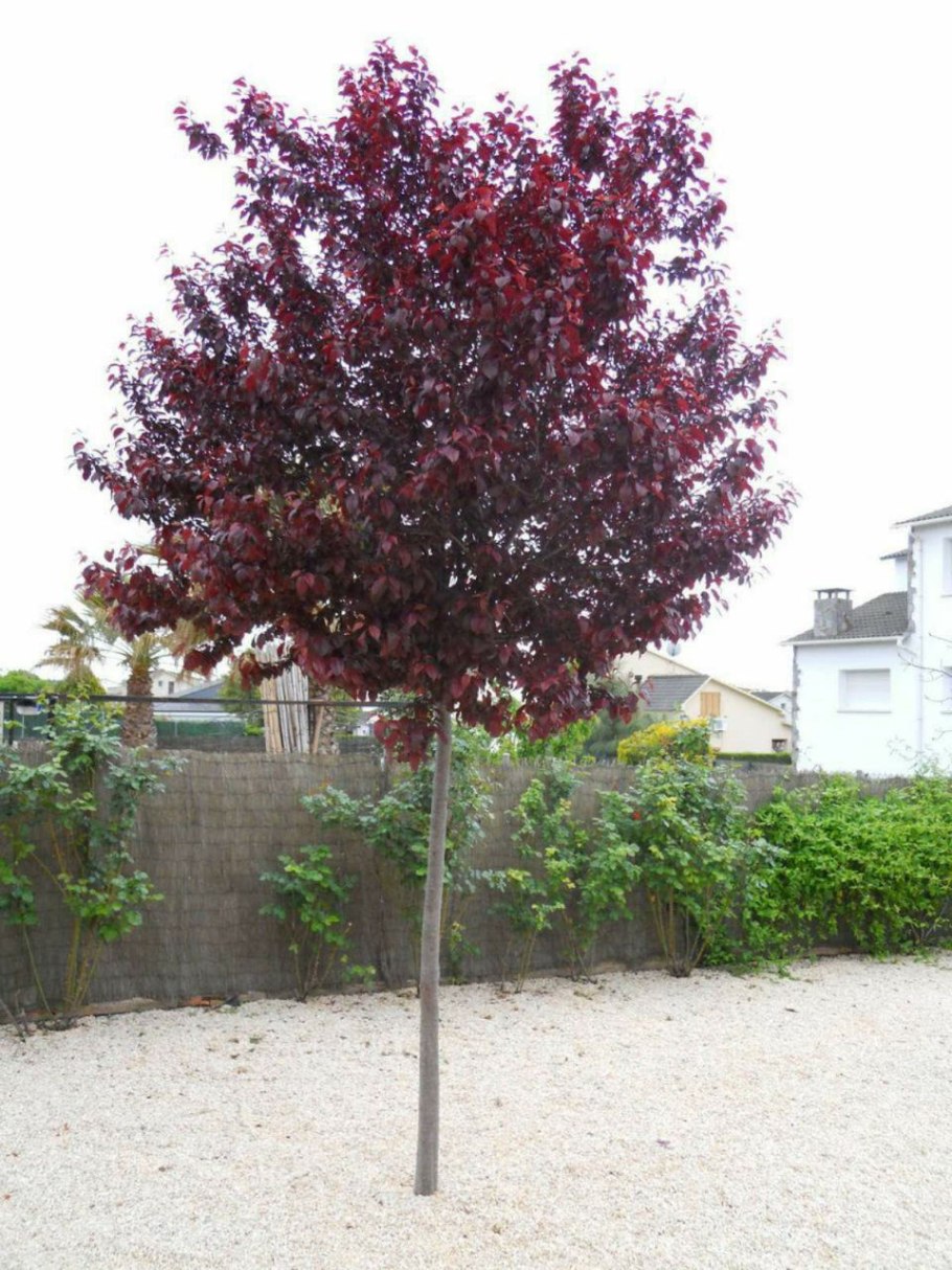 Слива Писсарди