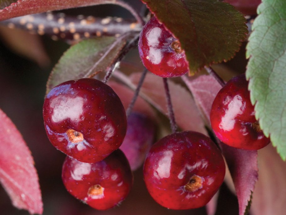 Malus Royalty яблоня декоративная