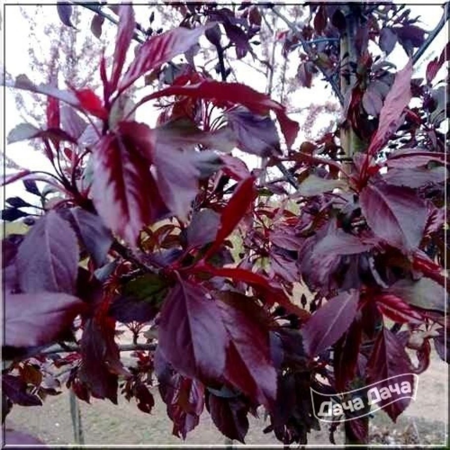 Яблоня пурпурная роялти