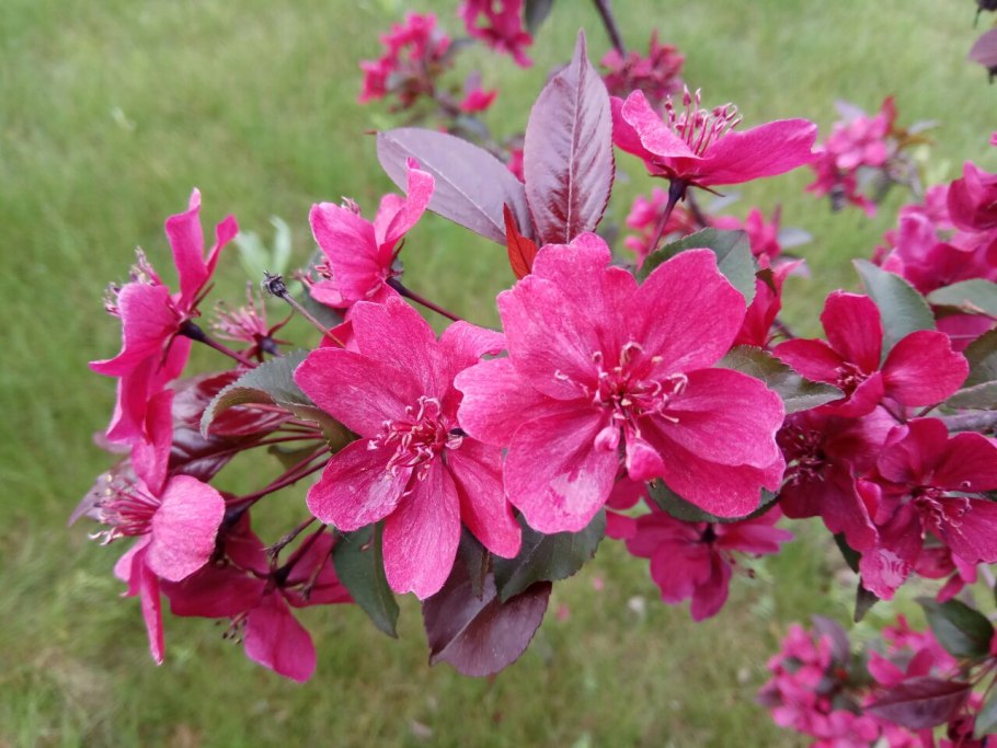 Яблоня гибридная Недзвецкого