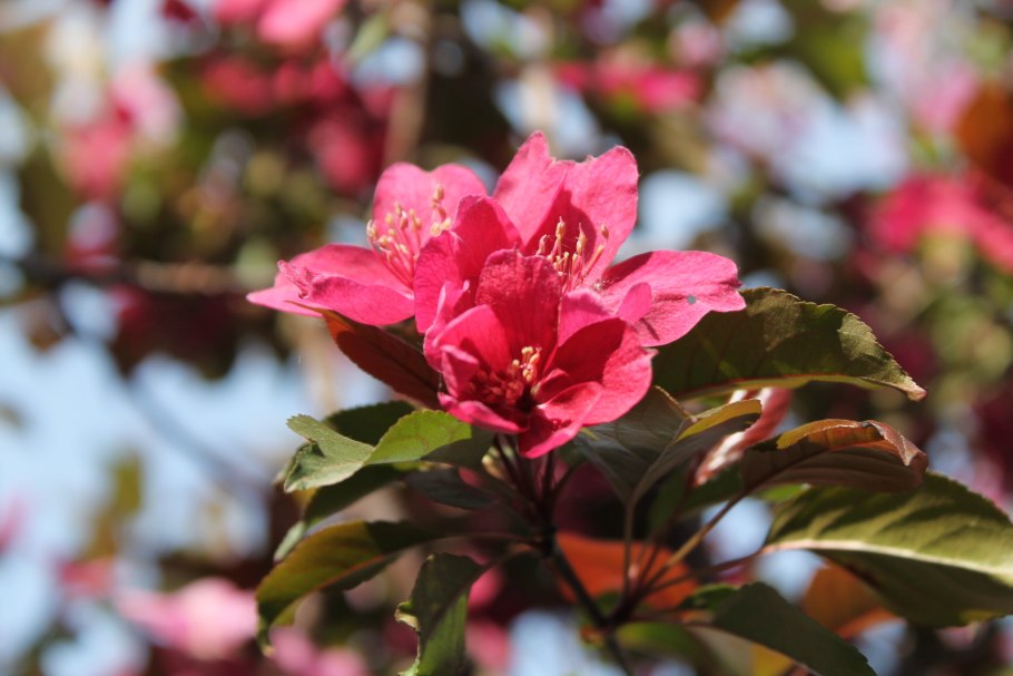 Яблоня Malus Royalty