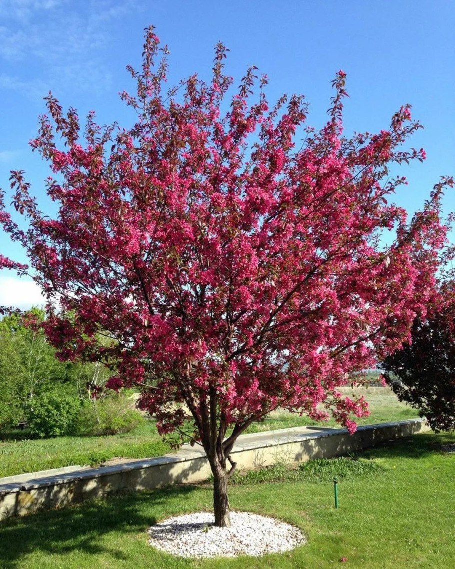 Яблоня Malus Royalty