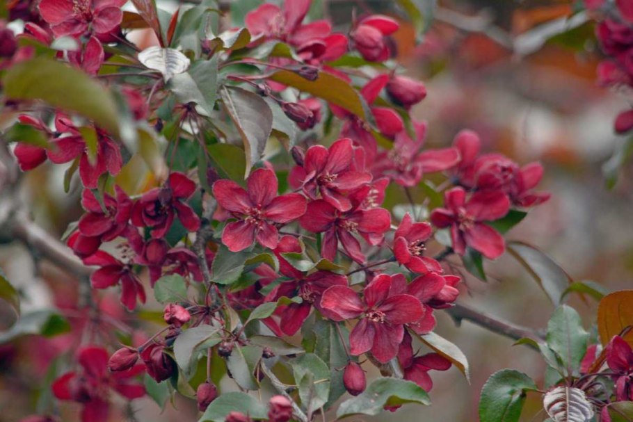 Яблоня краснолистная Хелена