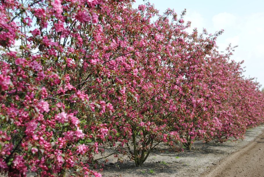 Яблоня декоративная мокум