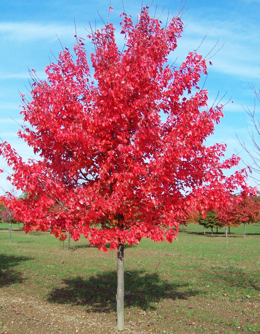 Клен красный Acer rubrum