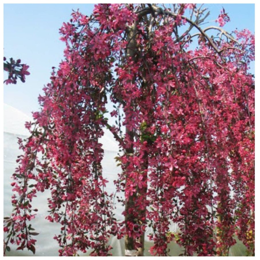 Яблоня Роял Бьюти