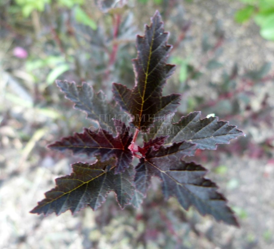 Пузыреплодник калинолистный Physocarpus opulifolius Summer Wine
