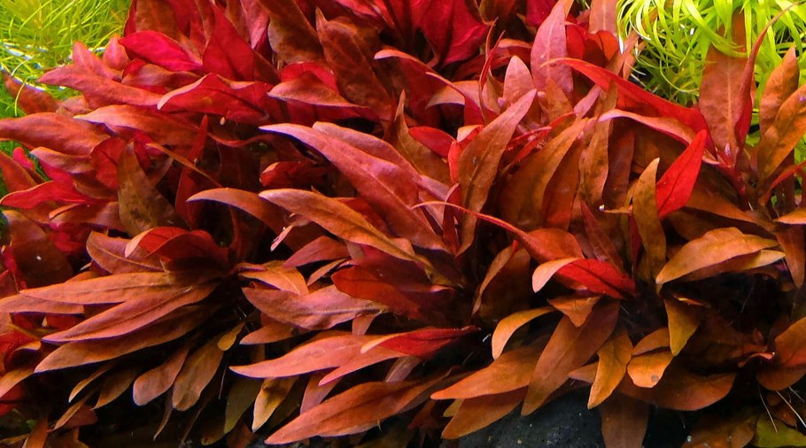 Alternanthera rosaefolia