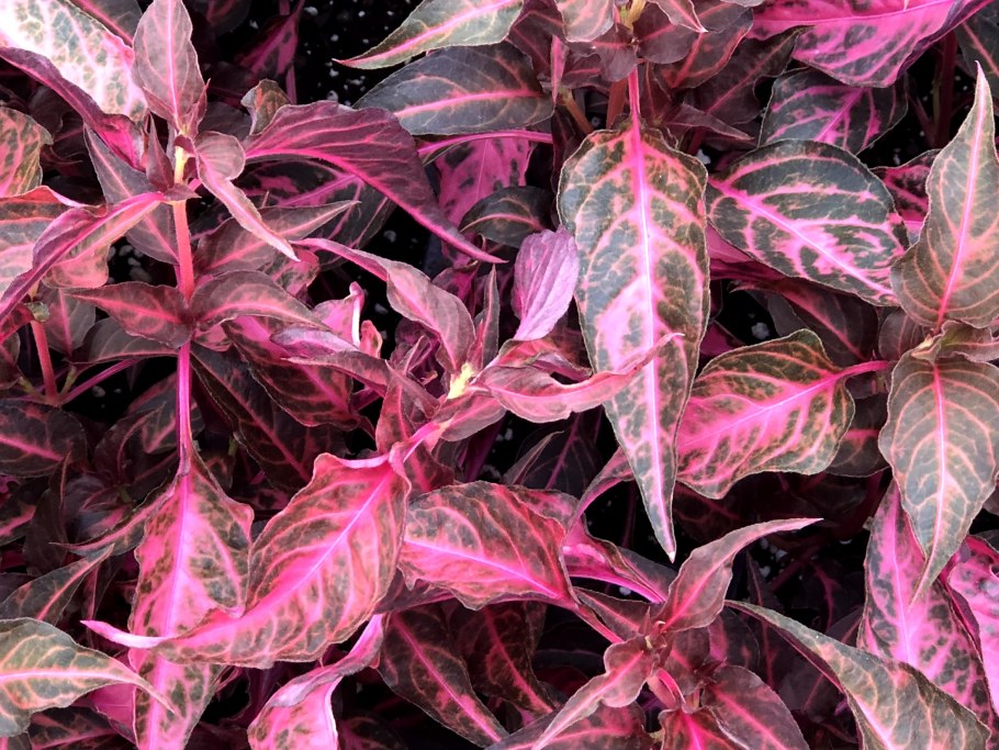 Альтернантера лиловая (Alternanthera lilacina)