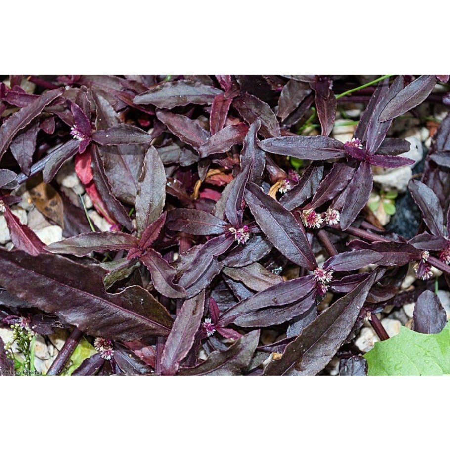 Alternanthera bettzickiana