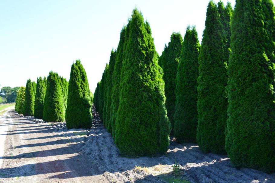 Кипарис Пирамидалис