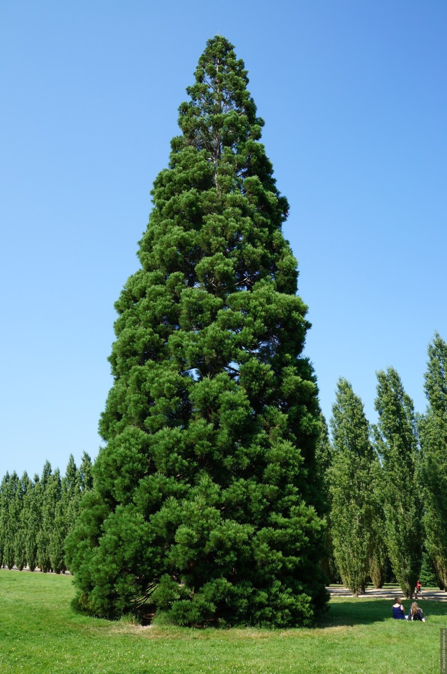 Кипарис Аризонский Фастигиата
