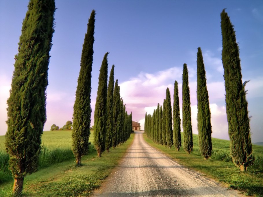 Кипарис ливанский