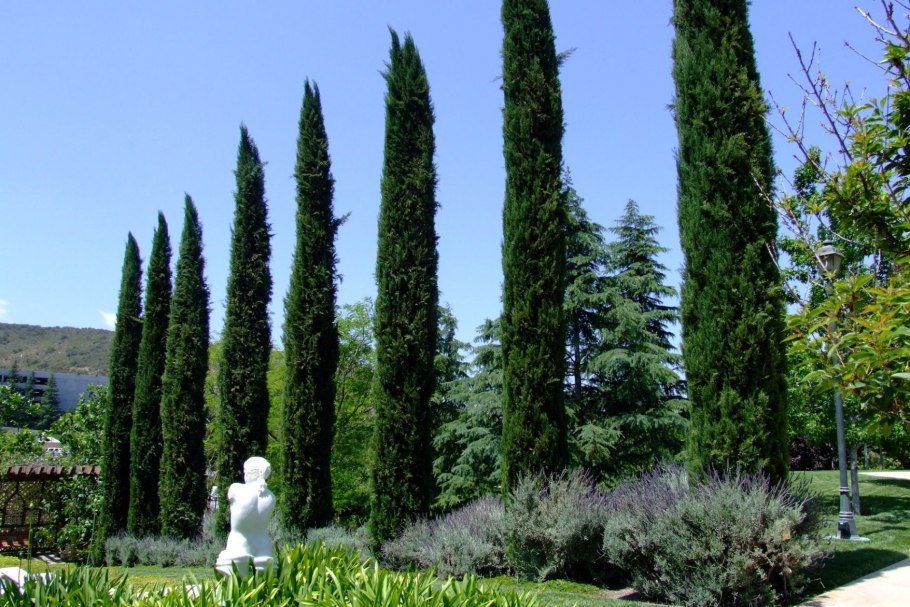 Тоскана Кипарисовые холмы