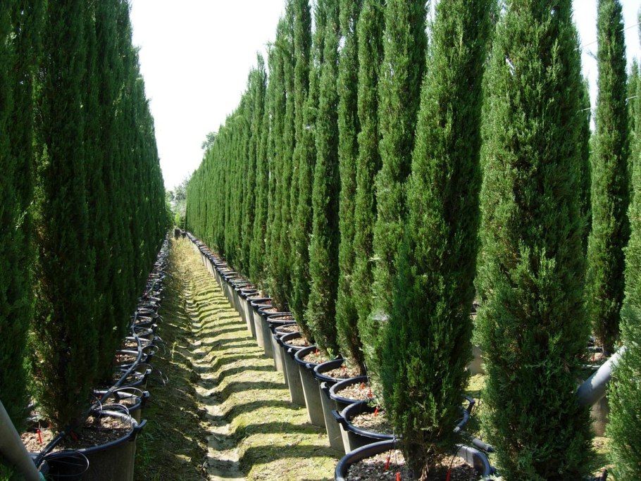 Туя Западная Смарагд (Thuja occidentalis Smaragd)