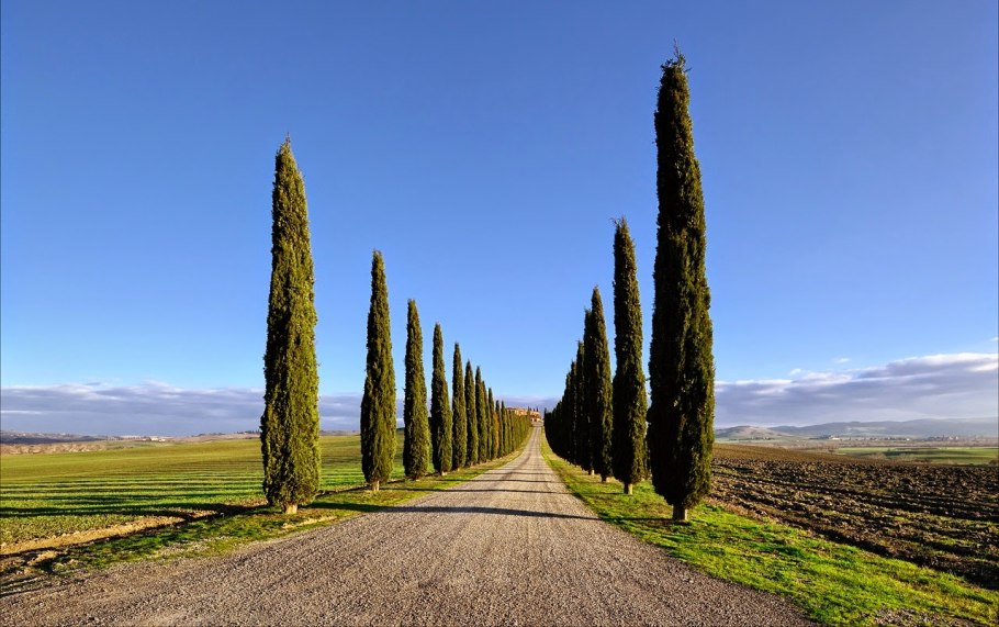 Туя Западная Колумна