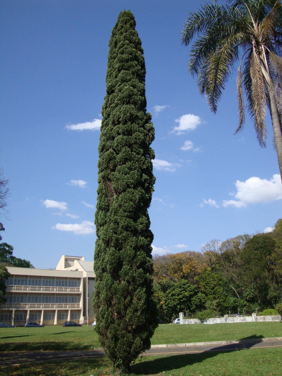 Кипарис вечнозеленый (Cupressus sempervirens)