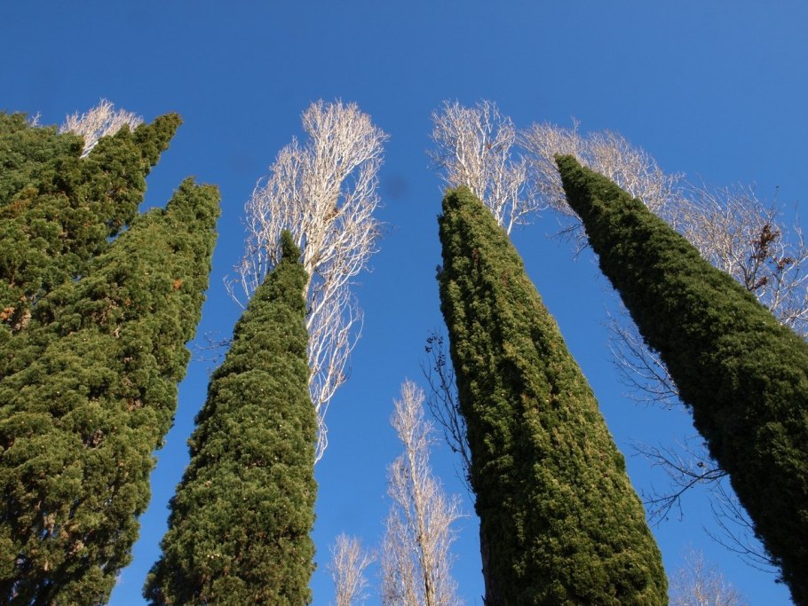Кипарис калифорнийский Cupressus