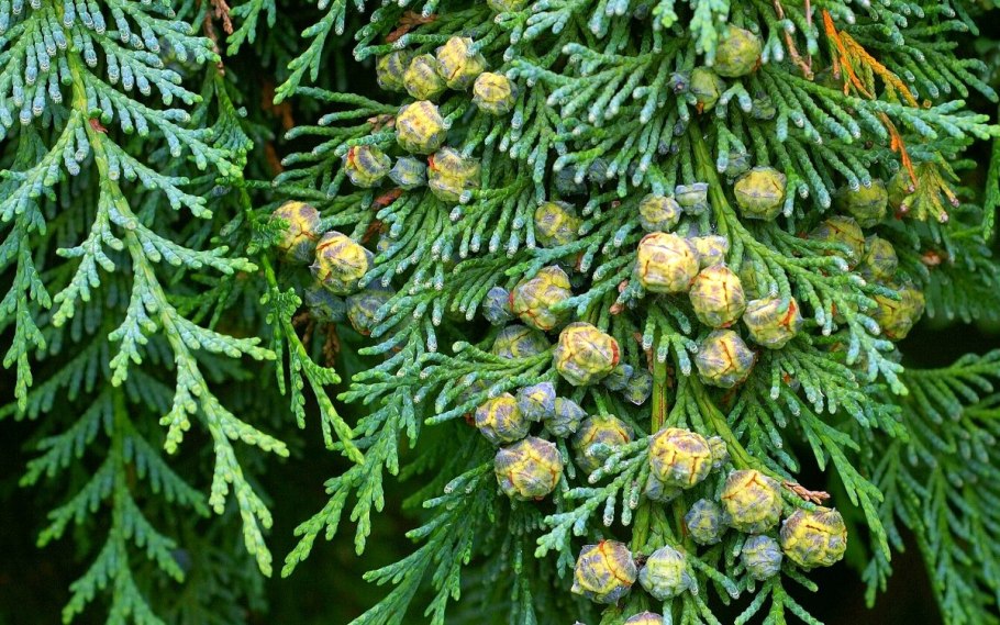 Cupressus sempervirens l. Кипарис вечнозеленый