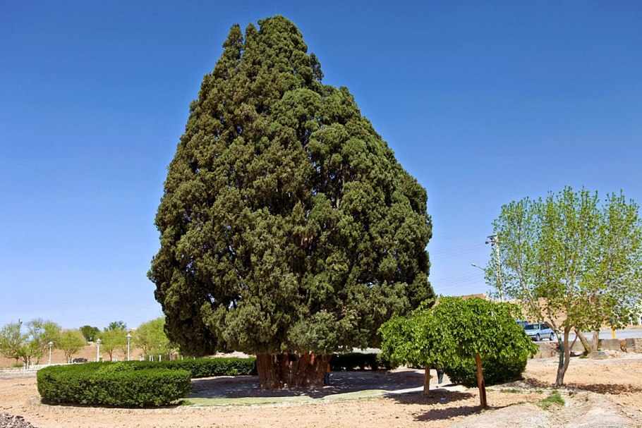 Кипарис вечнозеленый ‘пирамидальный’ — Cupressus sempervirens l. ‘pyramidalis’