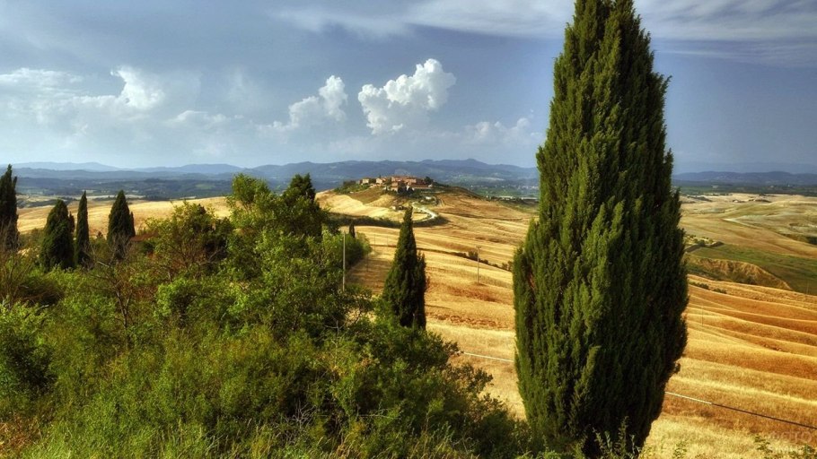 Cupressus sempervirens