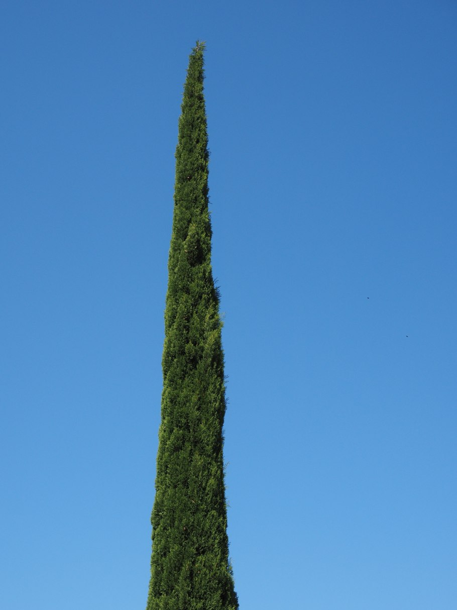 Кипарис пирамидальный Крым