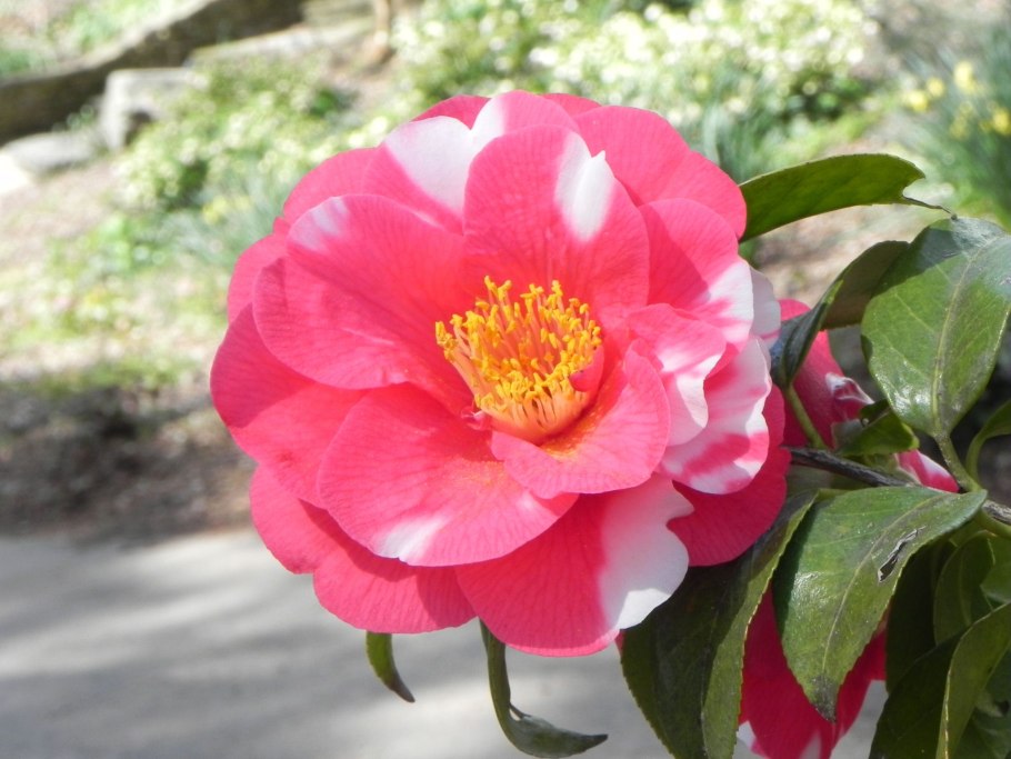 Камелия принцесса Бачиокки