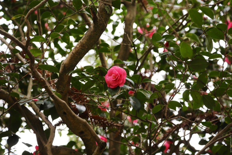 Камелия дерево