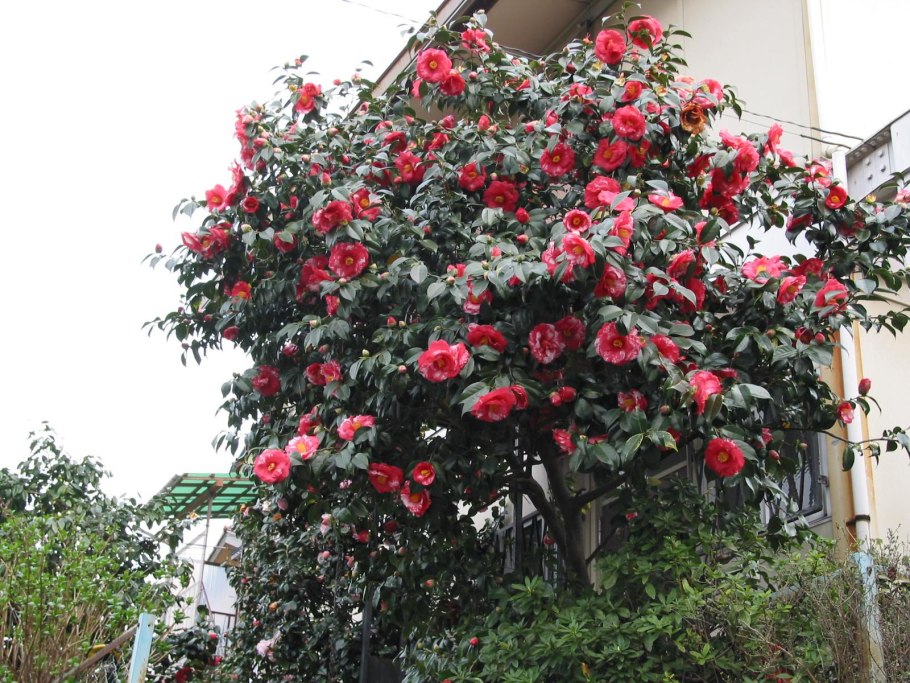 Камелия Садовая штамбовая