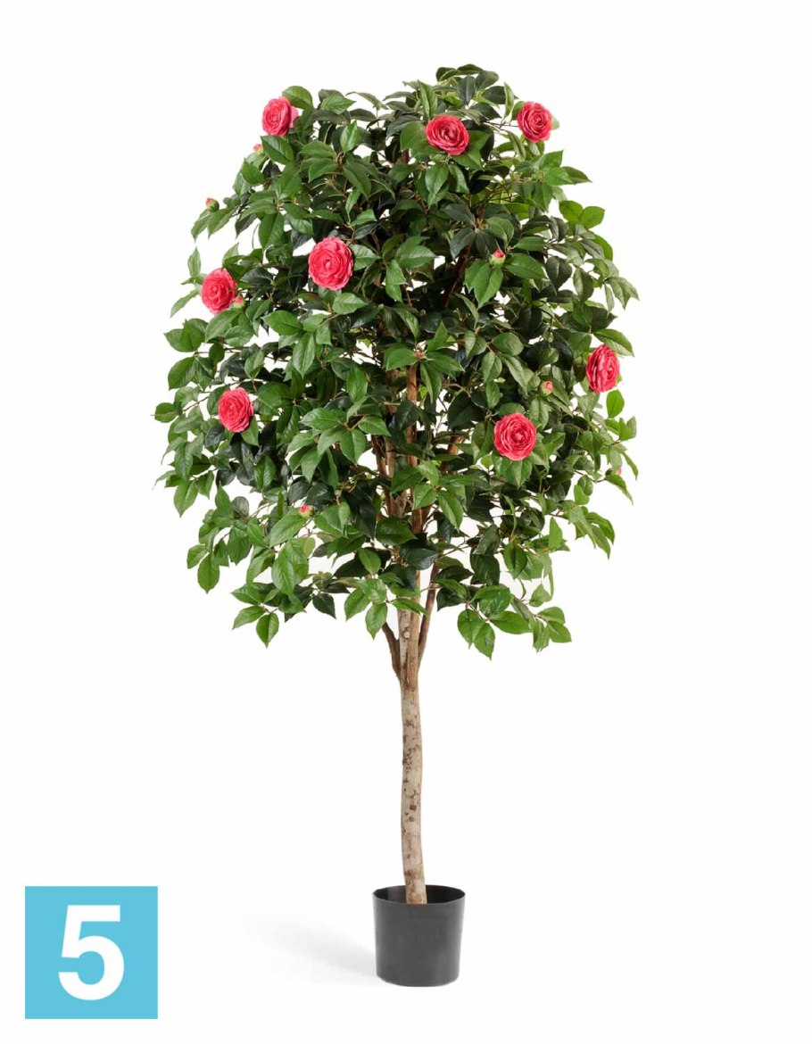 Камелия дерево