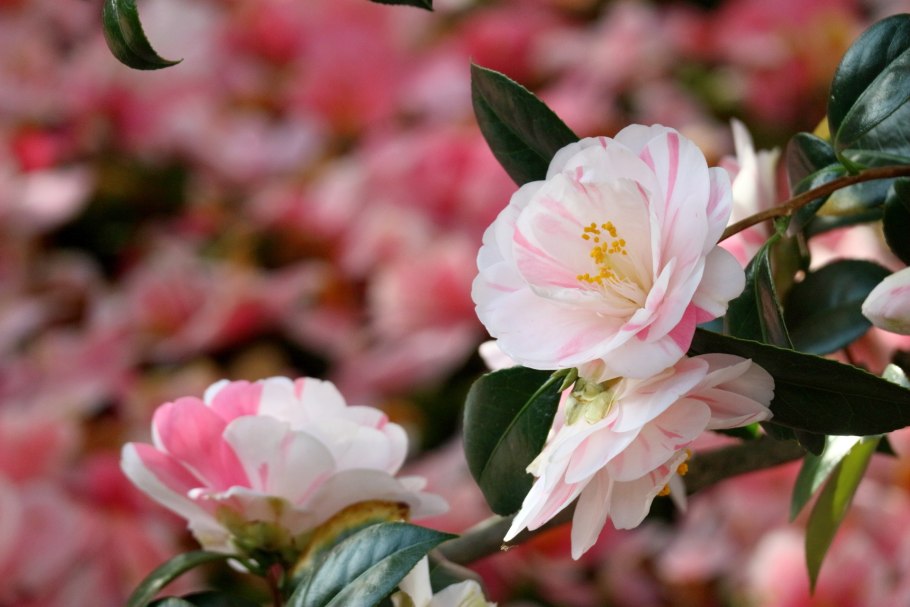 Камелия цветок