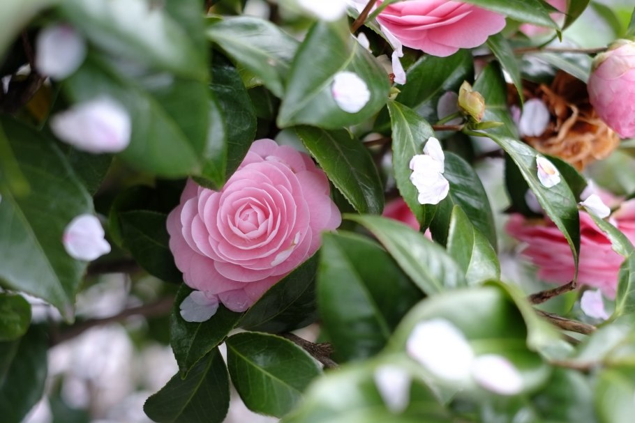 Камелия цветок дерево