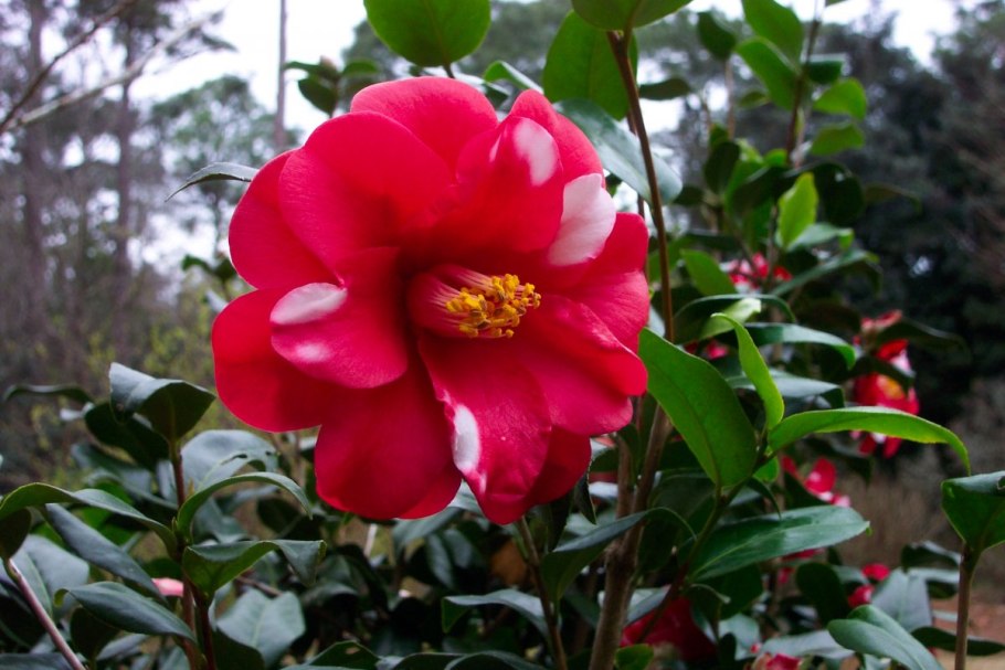 Камелия древовидная