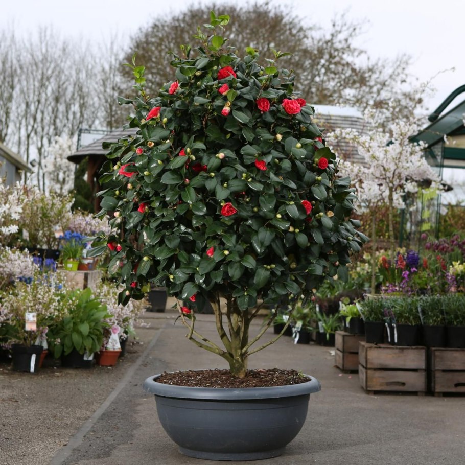 Камелия японская древовидная