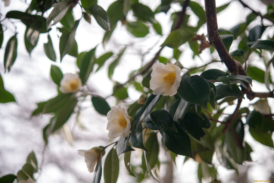 Камелия масличная (Camellia Oleifera) дерево