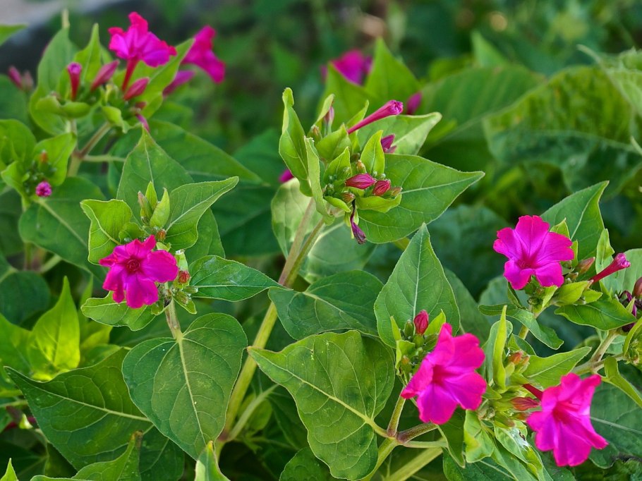 Цветок ночная красавица мирабилис